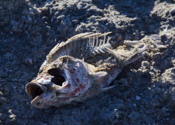 Understanding Our Changing Climate: Key Global Warming Facts for Students