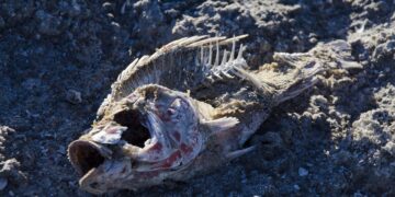 Understanding Our Changing Climate: Key Global Warming Facts for Students