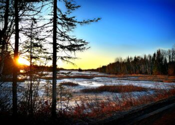 Flooding Forests: How Rising Sea Levels Threaten Tropical Bird Populations