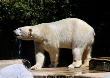 Breaking Ground: New Directions in American Climate Action