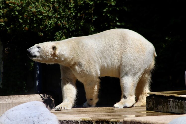 Breaking Ground: New Directions in American Climate Action
