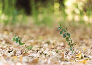 A Deep Dive into France's Groundbreaking Climate Laws