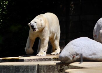 Understanding Climate Change Policies: Strategies