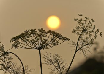 Plastic Pollution: Unveiling Its Long-Term Effects on Global Ecosystems
