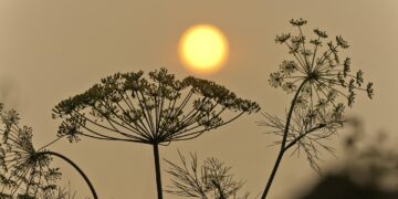 Plastic Pollution: Unveiling Its Long-Term Effects on Global Ecosystems