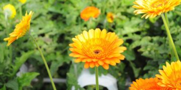 Global Commitments and Local Actions: Unpacking the Impact of International Climate Agreements